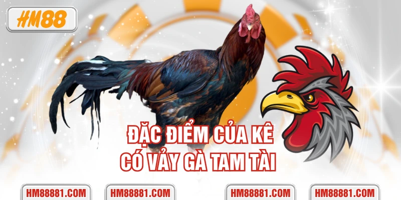Đặc điểm của kê có vảy gà tam tài 